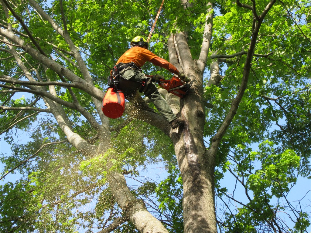 Tree trimming